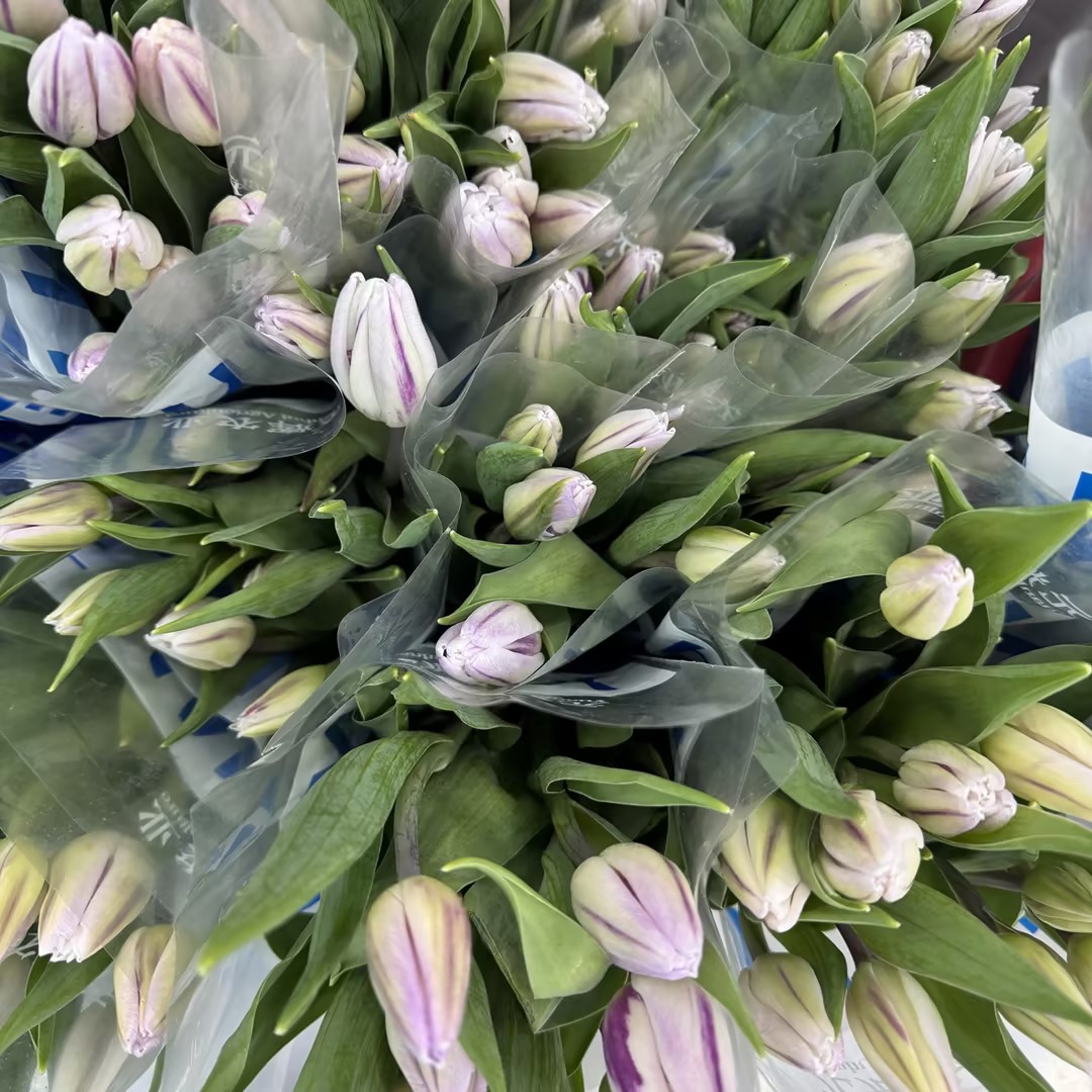 基地直营-国产郁金香-网络旗帜-10支