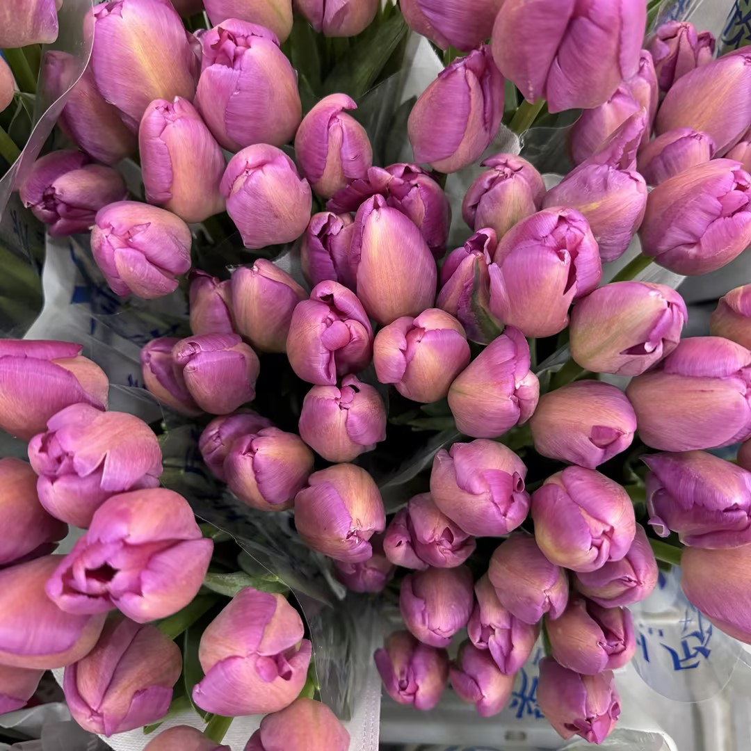 基地直营-国产郁金香-皇家紫-10支