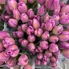 基地直营-国产郁金香-皇家紫-10支 商品缩略图0