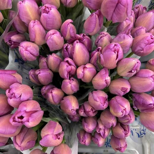 基地直营-国产郁金香-皇家紫-10支 商品图0