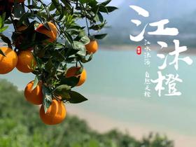 江沐橙®清江晚橙