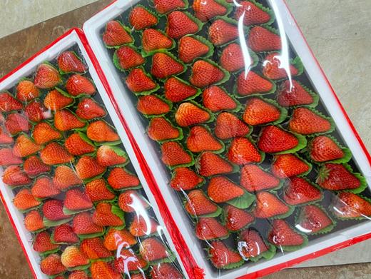大板草莓一箱 商品图1