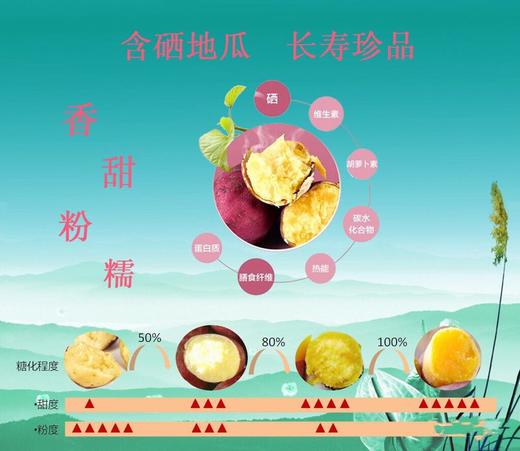 海南桥头圆果地瓜 商品图8