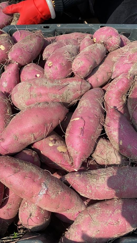 海南桥头圆果地瓜 商品图5