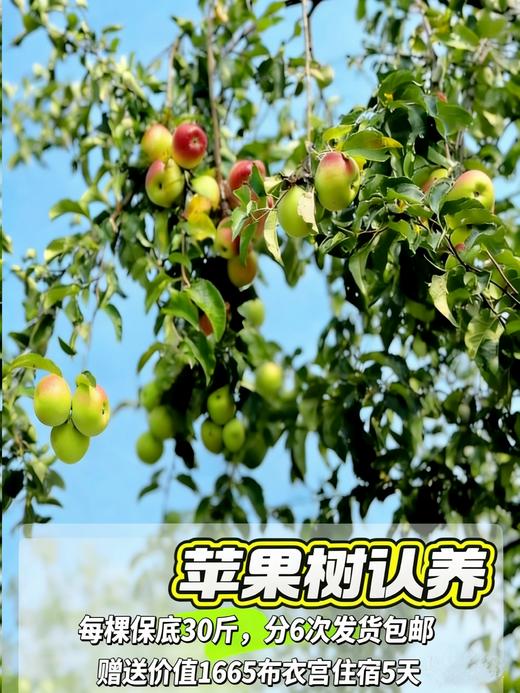 2026年仙境【连根养根】果树认养送自然学苑线下体验食宿 商品图2