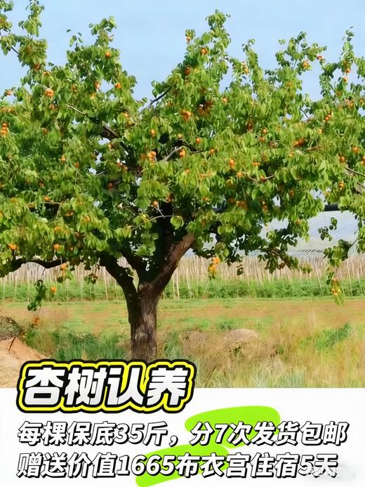 2026年仙境【连根养根】果树认养送自然学苑线下体验食宿 商品图4