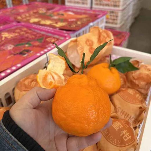 金马鹿「耙耙柑」散装 5个约1kg 商品图7