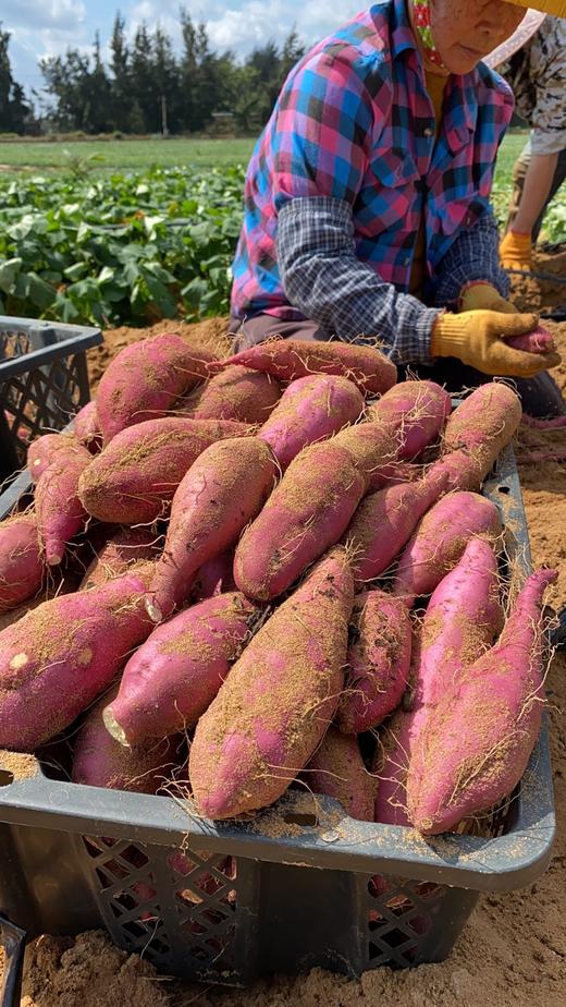 海南桥头圆果地瓜 商品图7