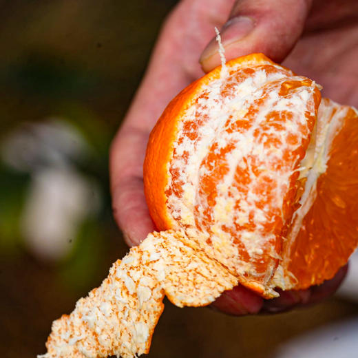 四川眉山明日见柑橘 商品图2