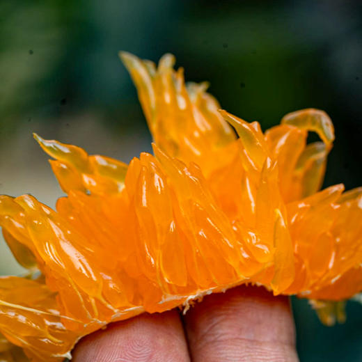 四川眉山明日见柑橘 商品图4