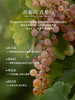 玉鸽锦羽（琼瑶浆）半甜型白葡萄酒 商品缩略图2