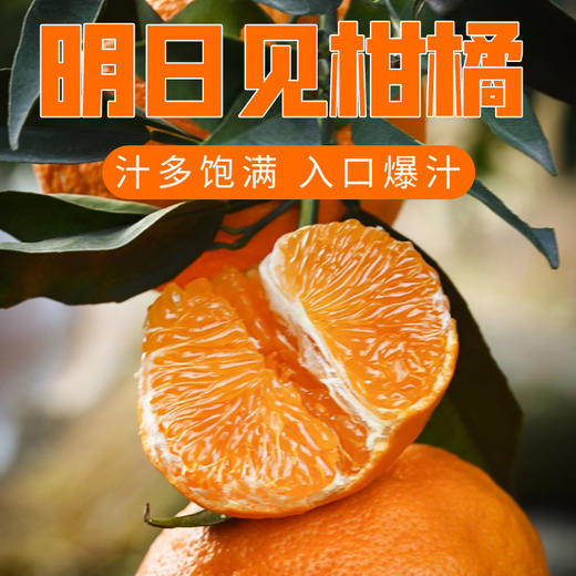 四川眉山明日见柑橘 商品图0