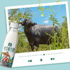 皇氏乳业皇氏水牛鲜牛奶260ml×12瓶 商品缩略图5