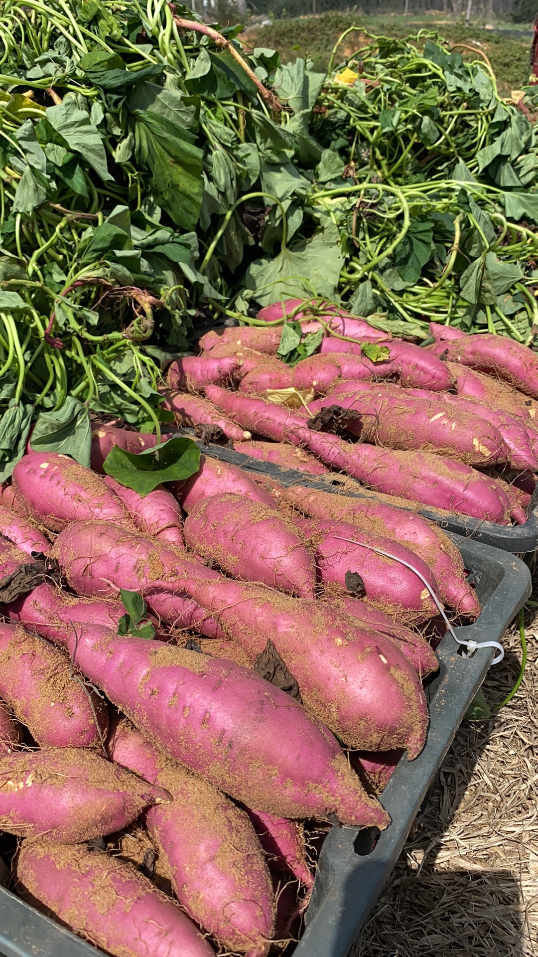 海南桥头圆果地瓜
