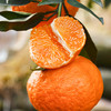 四川眉山明日见柑橘 商品缩略图1