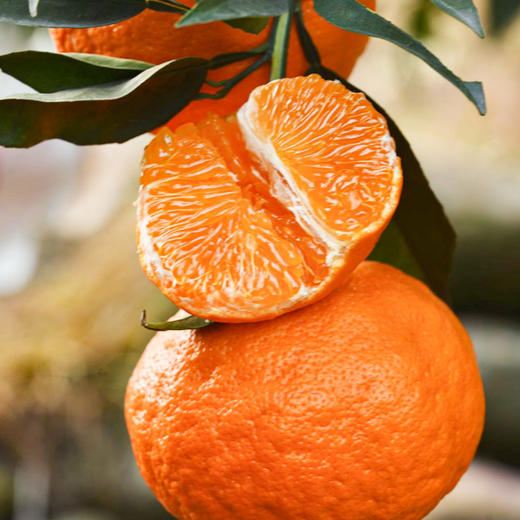 四川眉山明日见柑橘 商品图1