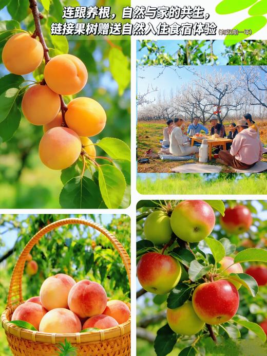 2026年仙境【连根养根】果树认养送自然学苑线下体验食宿 商品图0