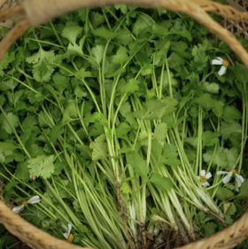 生态香菜 |Ecolaogical Cilantro