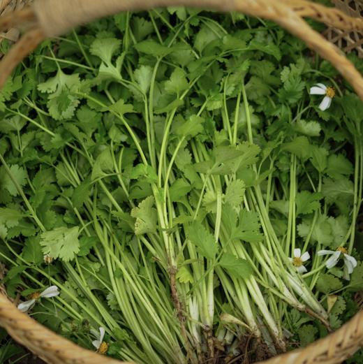 生态香菜 |Ecolaogical Cilantro 商品图0