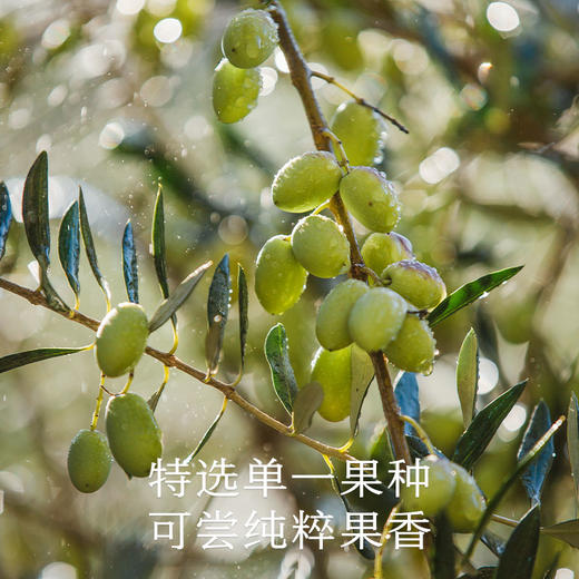 南食召 有机特级初榨橄榄油 商品图3