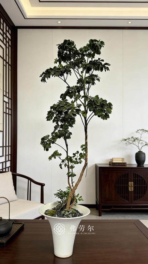 马蹄福禄桐 商品图0