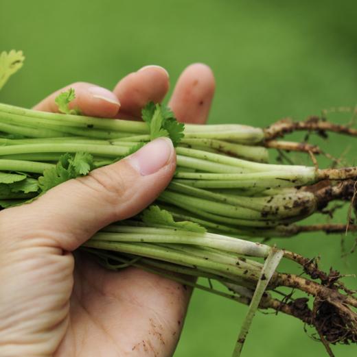 生态香菜 |Ecolaogical Cilantro 商品图2