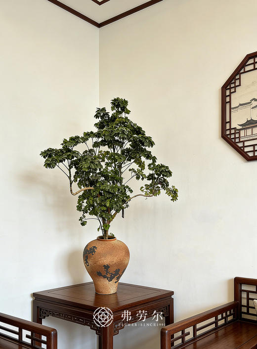 马蹄福禄桐 商品图0