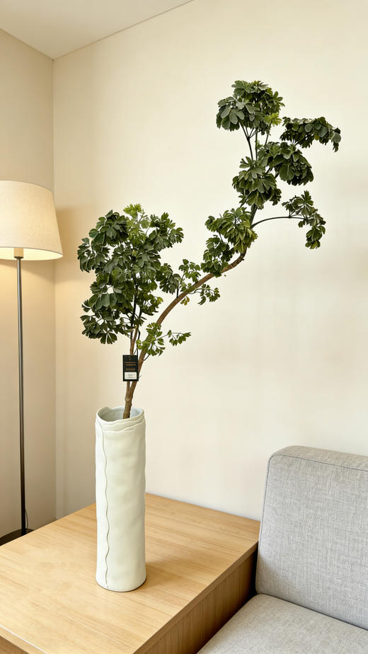 马蹄福禄桐 商品图0