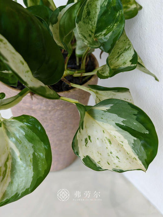 火焰麒麟尾 商品图1