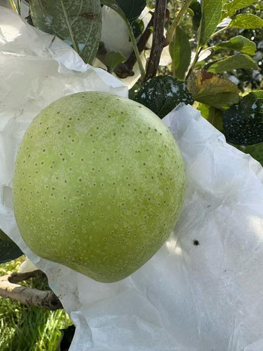 雀斑王林苹果 商品图4