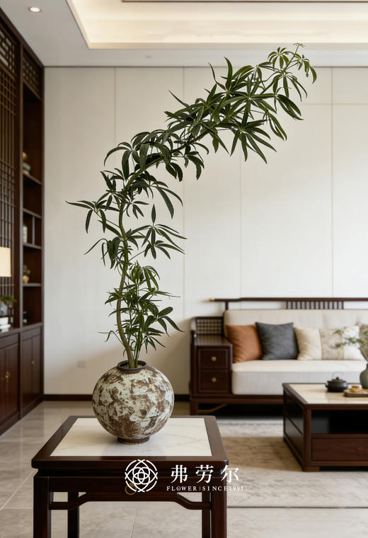 夏威夷细叶伞 商品图0