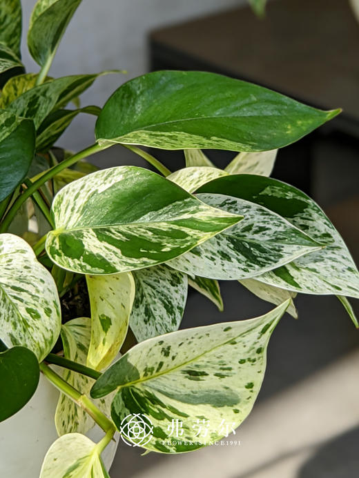 白盆大理石皇后 商品图2