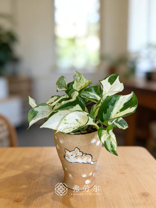 彩绘盆快乐叶子 商品图0