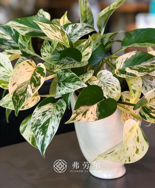 白盆大理石皇后 商品图1