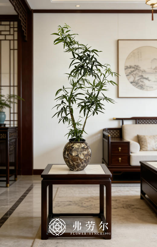 夏威夷细叶伞 商品图0