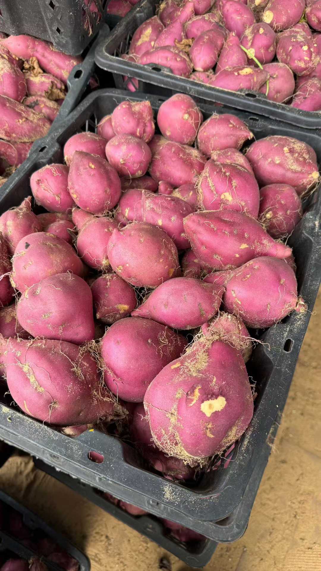 海南桥头圆果地瓜