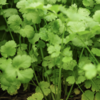 生态香菜 |Ecolaogical Cilantro 商品缩略图1