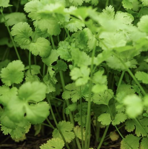 生态香菜 |Ecolaogical Cilantro 商品图1