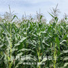 南食召 脱皮黄糯玉米/白糯玉米 商品缩略图2