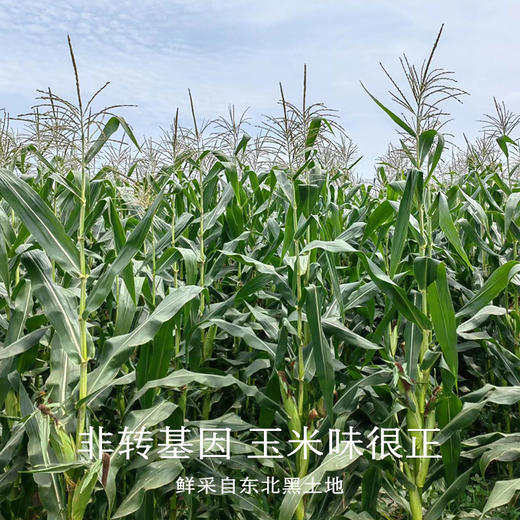 南食召 脱皮黄糯玉米/白糯玉米 商品图2