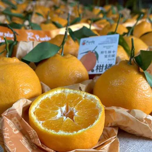 金马鹿「耙耙柑」散装 5个约1kg 商品图0