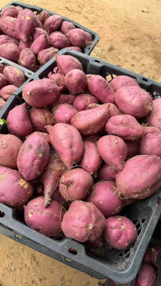 海南桥头圆果地瓜 商品图9