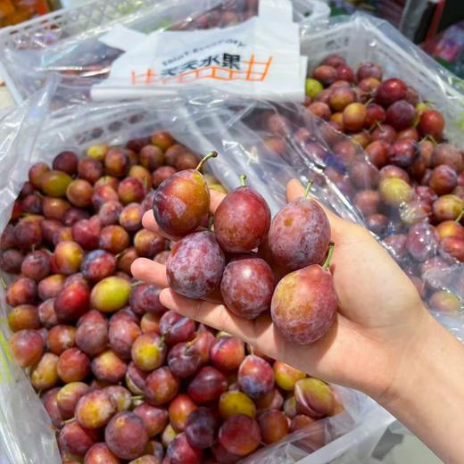 活动款 进口西梅 商品图2