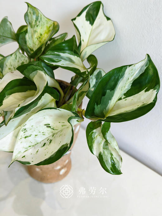 彩绘盆快乐叶子 商品图3