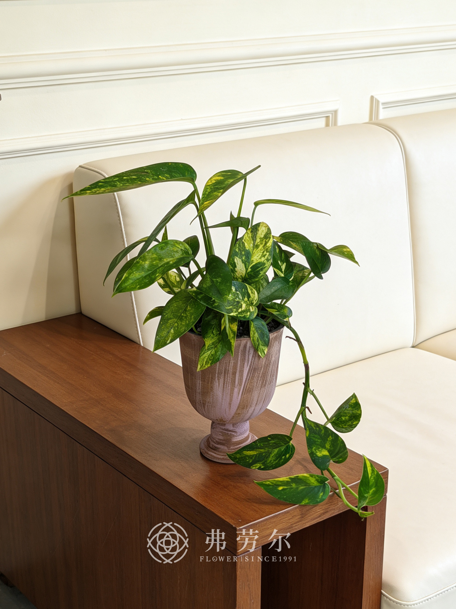 高脚盆火焰麒麟尾