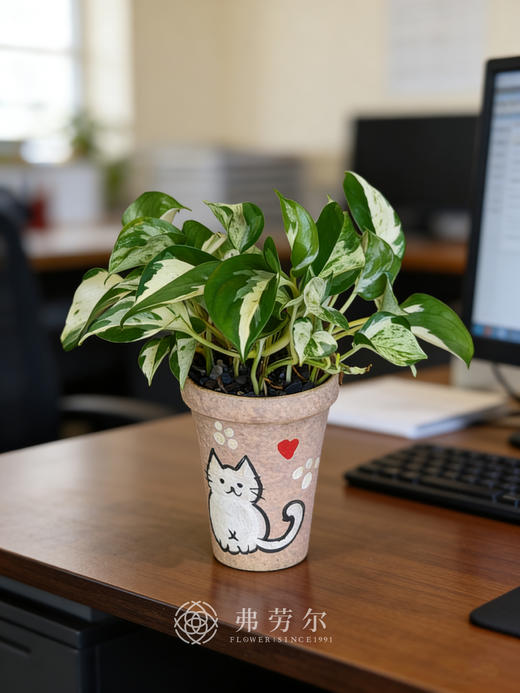 火焰麒麟尾 商品图0