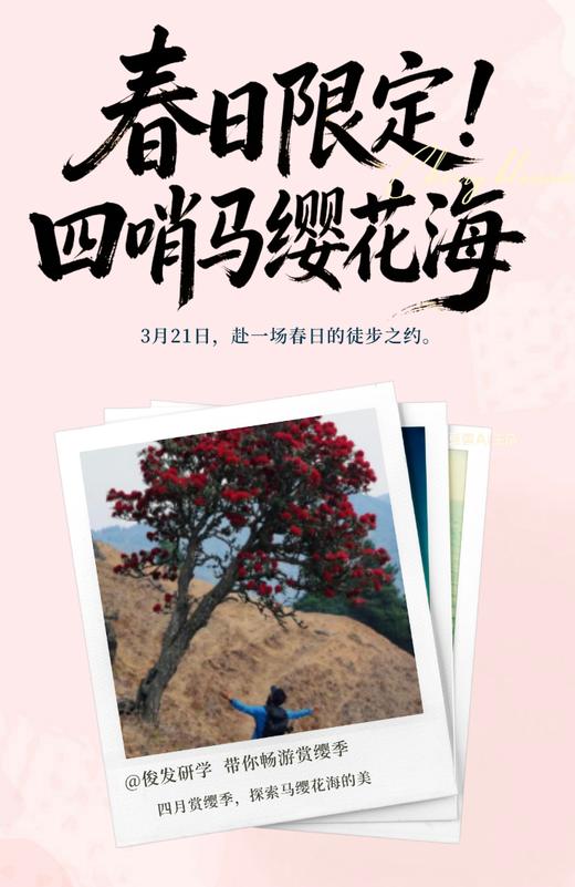 春日限定!四哨马缨花海（YX） 商品图0