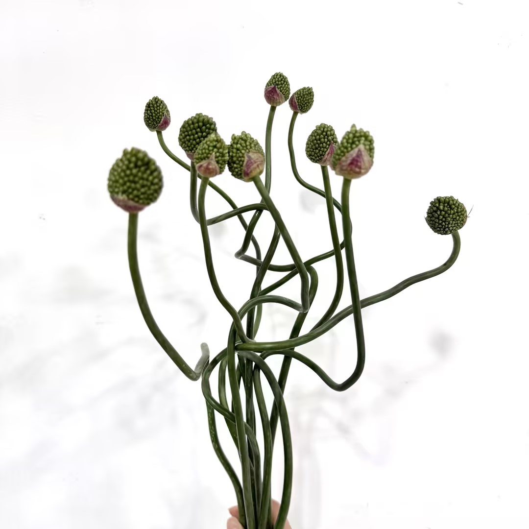 4月3日国产弯葱-10支