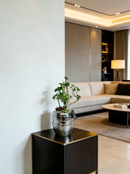 福禄桐 商品图0