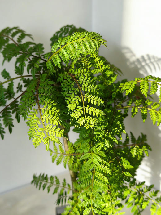 蓝花楹 商品图1